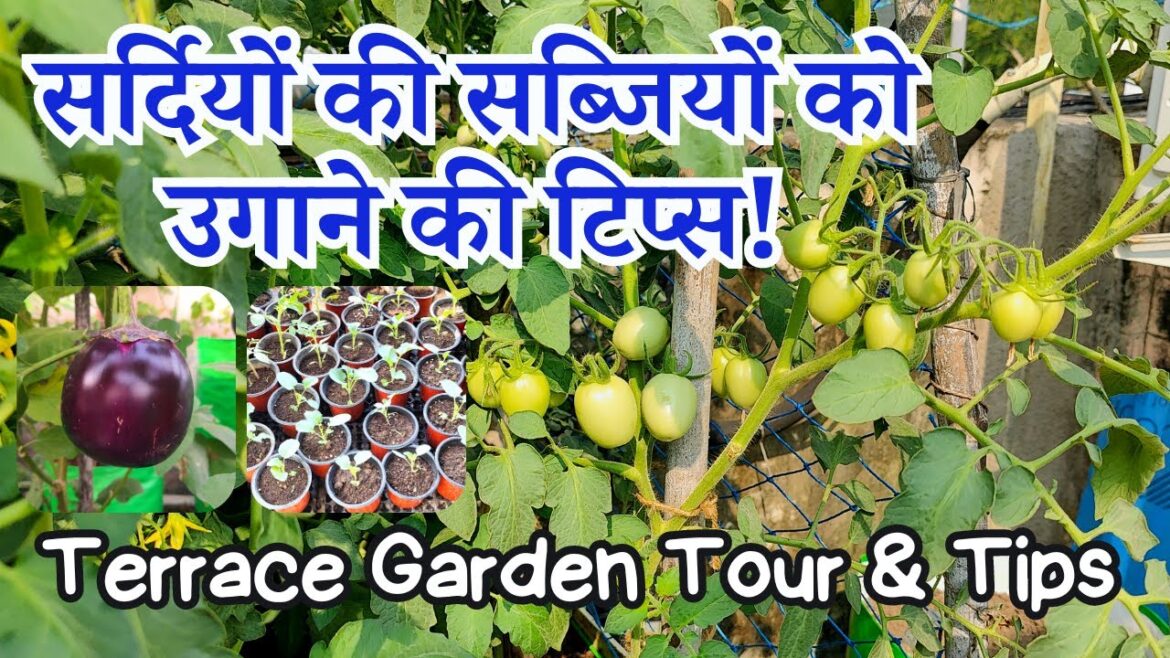 सर्दियों की सब्जियां उगाने की टिप्स के साथ गार्डन टूर देखें मेने क्या क्या लगा लिया है | Garden Tour सर्दियों की सब्जियां उगाने की टिप्स के साथ गार्डन टूर देखें मेने क्या क्या लगा लिया है | Garden Tour