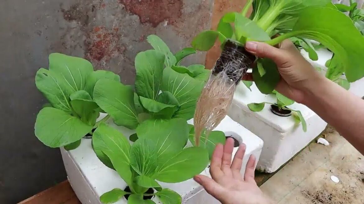 Growing Hydroponic Vegetable Garden at Home   Easy for Beginners Growing Hydroponic Vegetable Garden at Home   Easy for Beginners