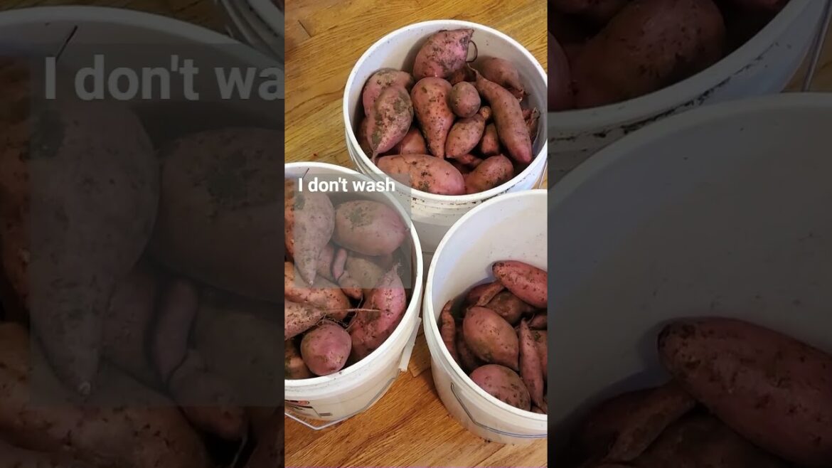 Curing and Storing Sweet Potatoes #gardening #sweetpotatoes #vegetables  #vegetablegardening Curing and Storing Sweet Potatoes #gardening #sweetpotatoes #vegetables  #vegetablegardening