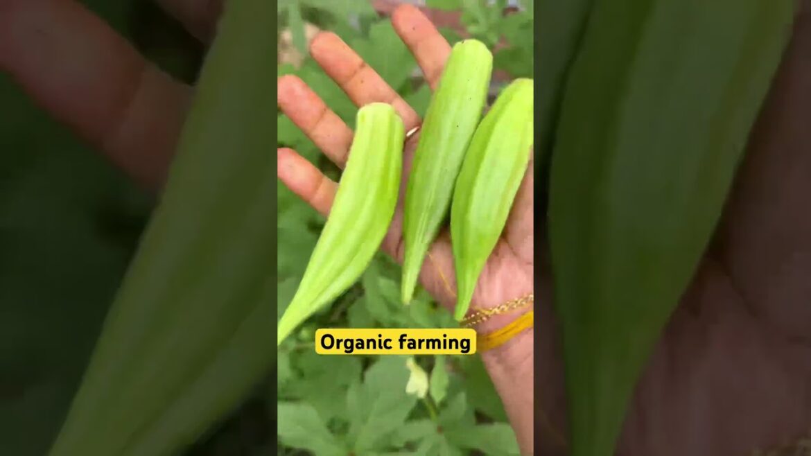 అమెరికా లో organic కూరగాయల పంట / free ga కూరలు పంచాము#harvesting#gardening#foryou#shorts#