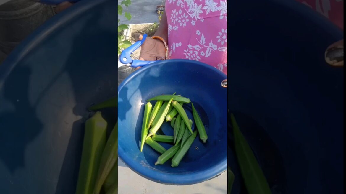 Harvesting Vegetables #shorts #shot #terrace #gardening Harvesting Vegetables #shorts #shot #terrace #gardening