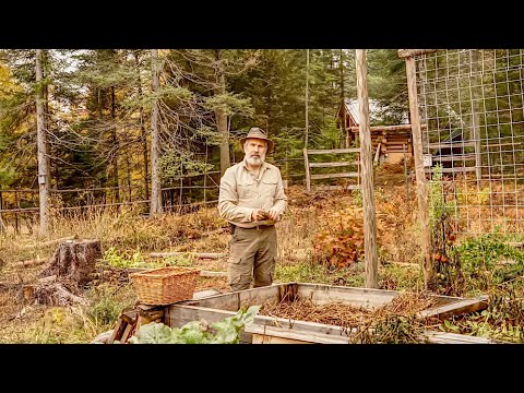 Planting Garlic and Harvesting the Last of the Vegetable Garden, Late October in Canada Planting Garlic and Harvesting the Last of the Vegetable Garden, Late October in Canada