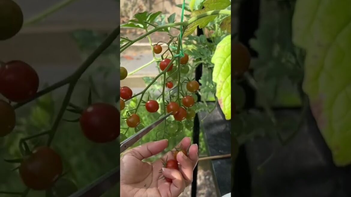 Vegetable gardening #gardening #courgette #cherrytomato #shorts #greenhouse
