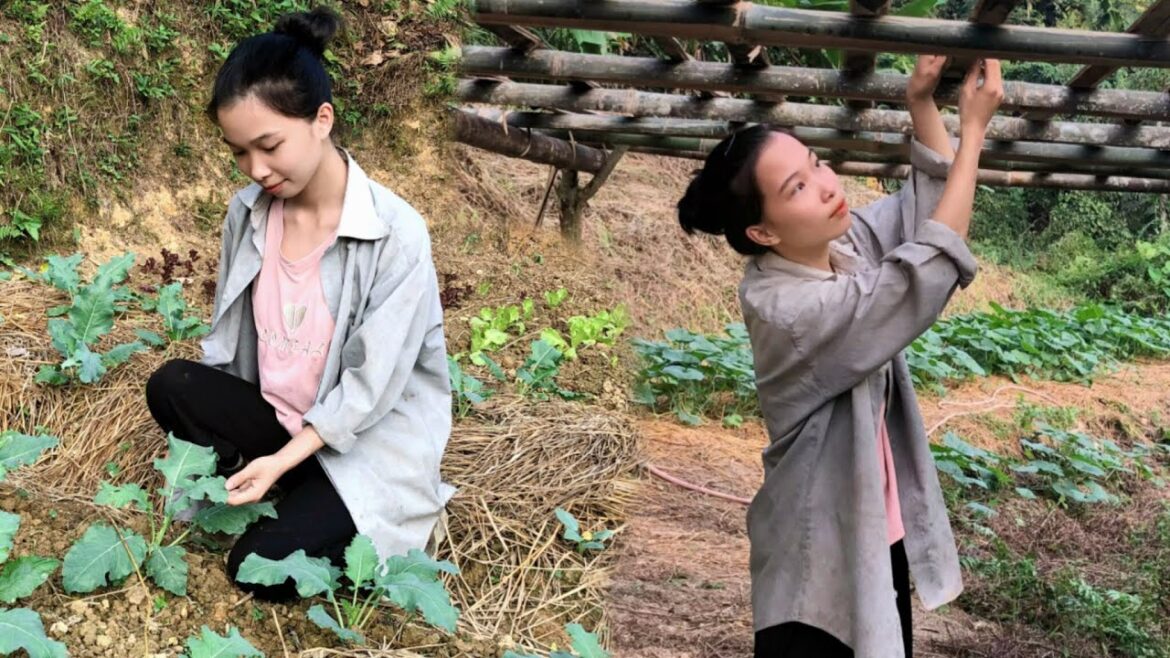 Build a clean green vegetable garden and make a climbing trellis for vegetables…| Peaceful Life. Build a clean green vegetable garden and make a climbing trellis for vegetables…| Peaceful Life.