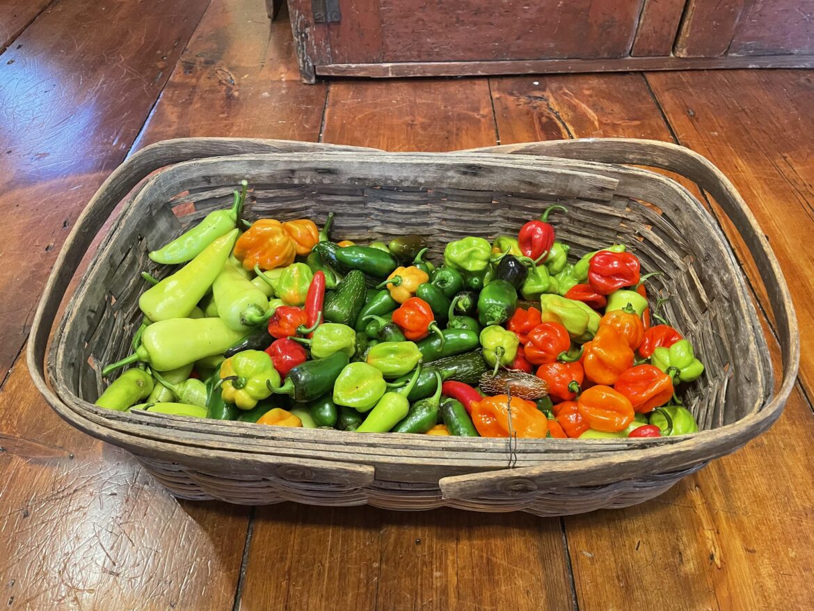 Harvested the rest of my peppers: jalapeños, serranos, habaneros, thai, and sweet wax. Any suggestions on what to do with them? Canning recipes would especially be appreciated