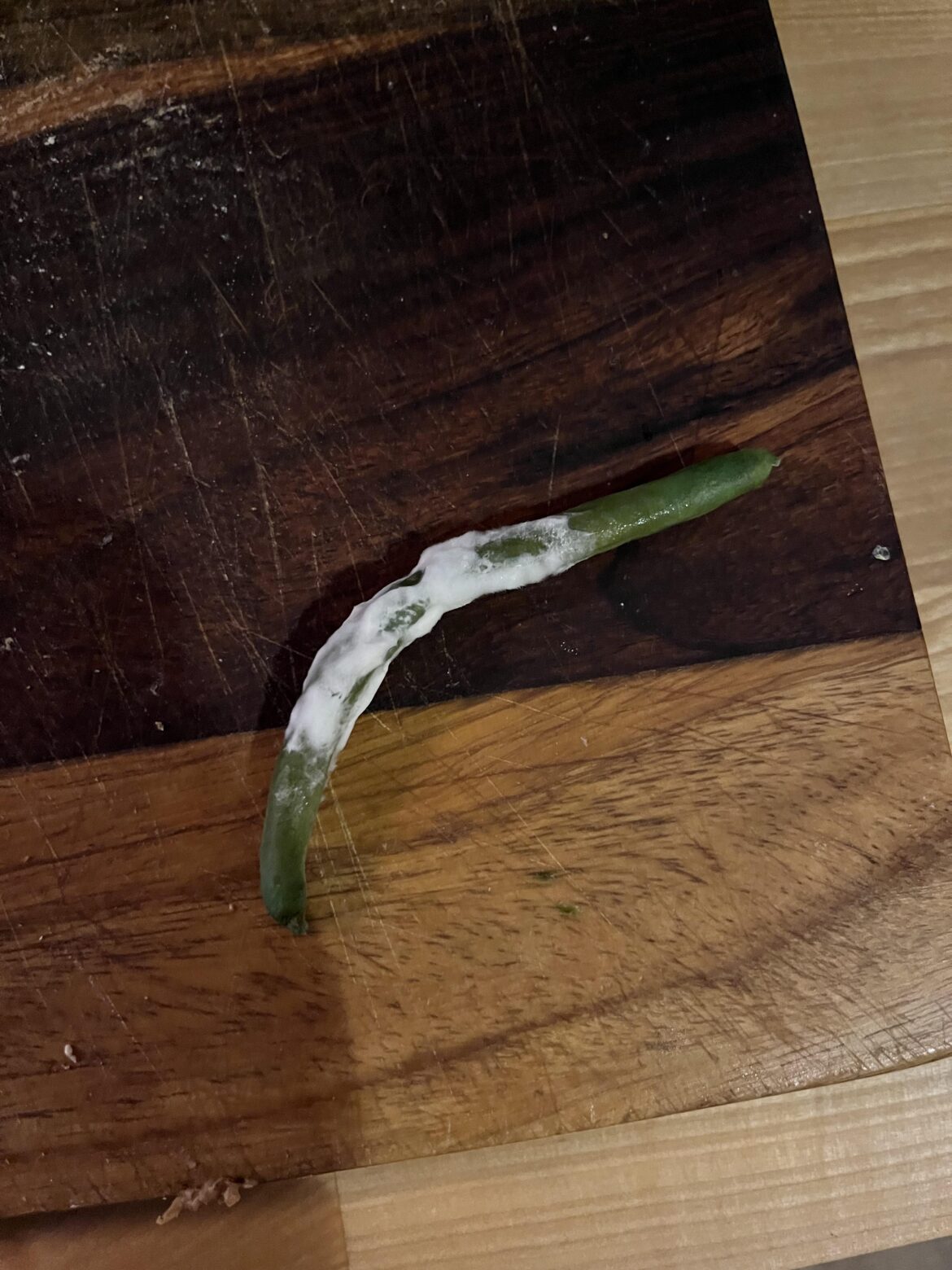 Officially the grossest thing I’ve seen in a HF box