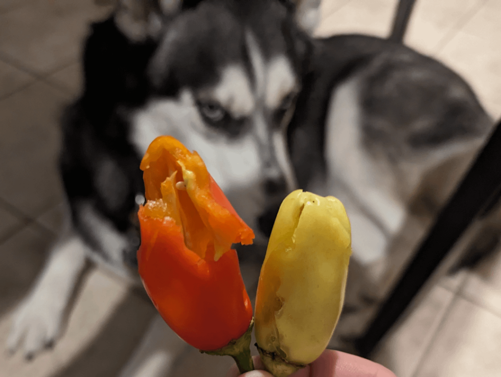 My stupid husky got into my homegrown jalapenos. Yes, they're very spicy. No, this is not the first time.