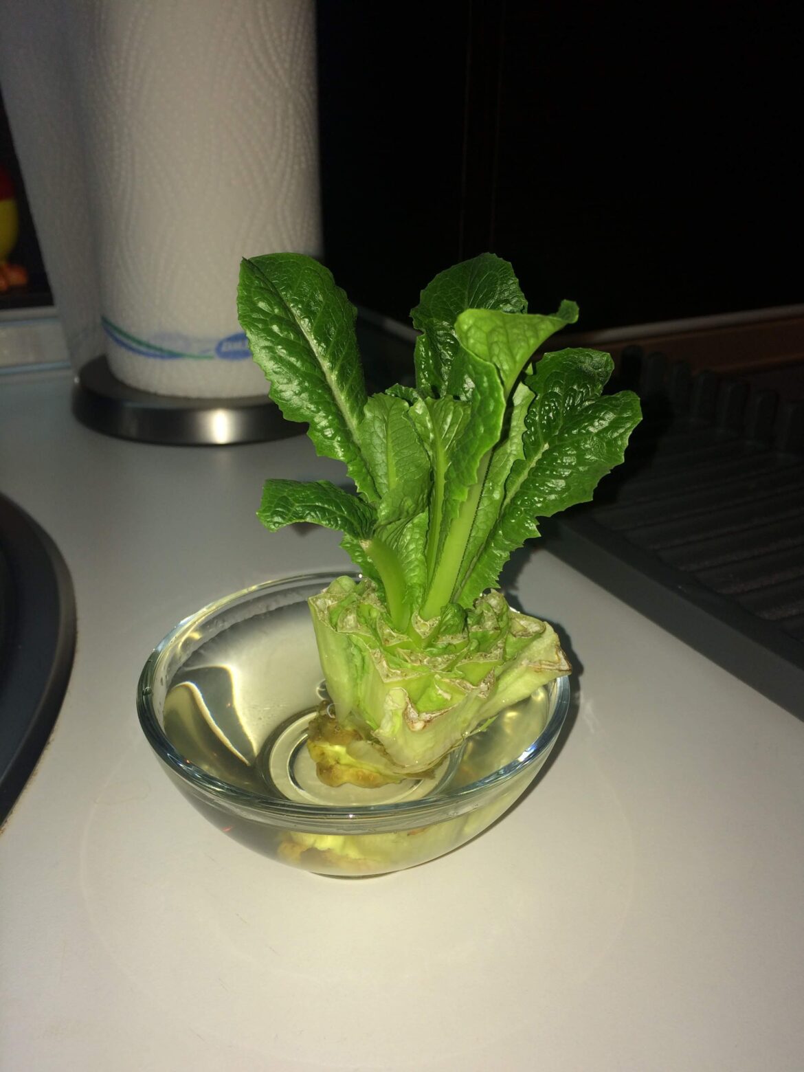 Lettuce hack regrowth – I cut the lettuce and leave about 5-6cm of it and add to water. I place it nearby a window but not with direct sunlight. Once it starts growing, it can be planted in soil and watch it grow and redo as many times as needed. Lettuce hack regrowth - I cut the lettuce and leave about 5-6cm of it and add to water. I place it nearby a window but not with direct sunlight. Once it starts growing, it can be planted in soil and watch it grow and redo as many times as needed.
