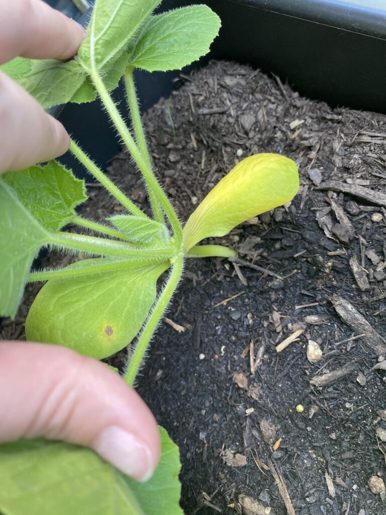 Is it normal for the bottom leaves on my mini pumpkin plant to turn yellow/die? Thank you!