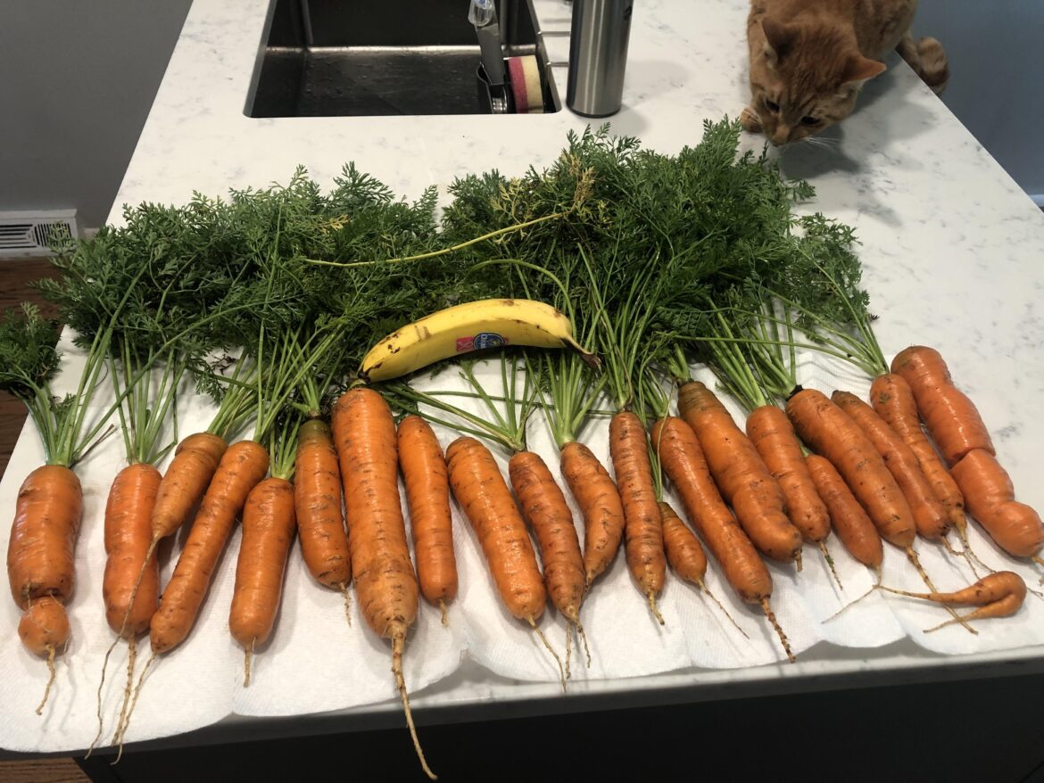 All of these came from a 4 x 4 raised bed that’s also growing peppers and some kale.