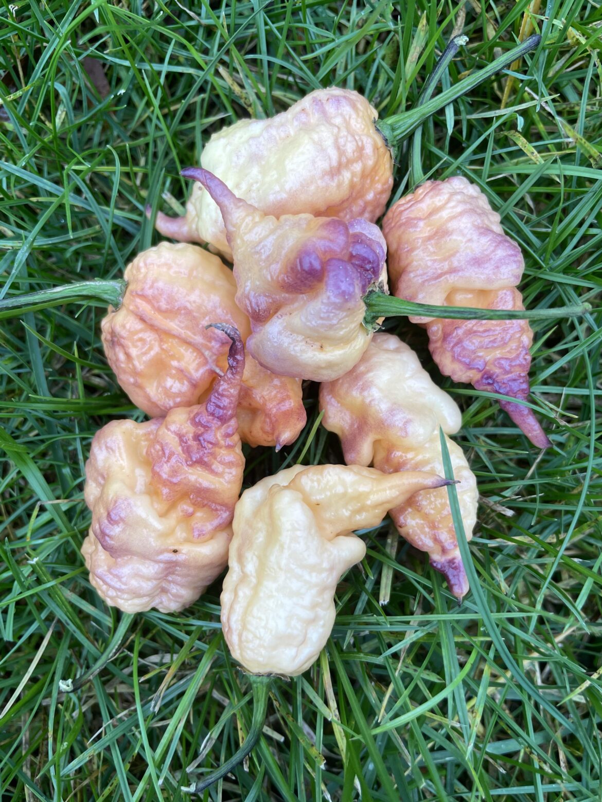 Purple Peach Reaper