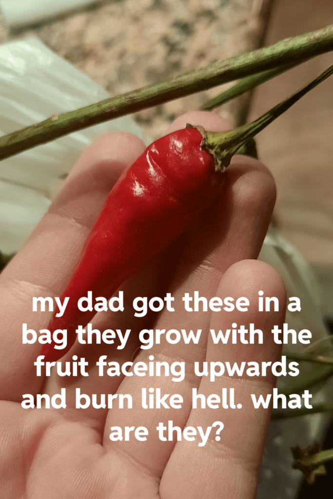 Help my dad got these peppers I don't know what they are but they gave me spice burns