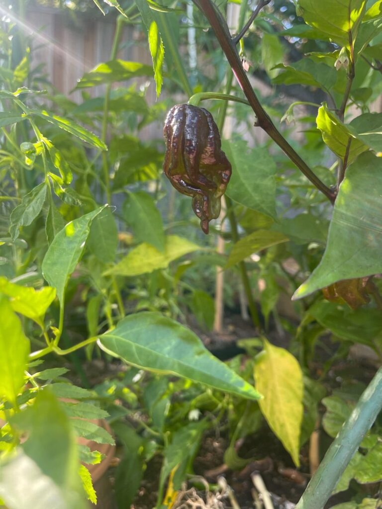 Purple death peppers are coming along. Expecting these to bring the heat!