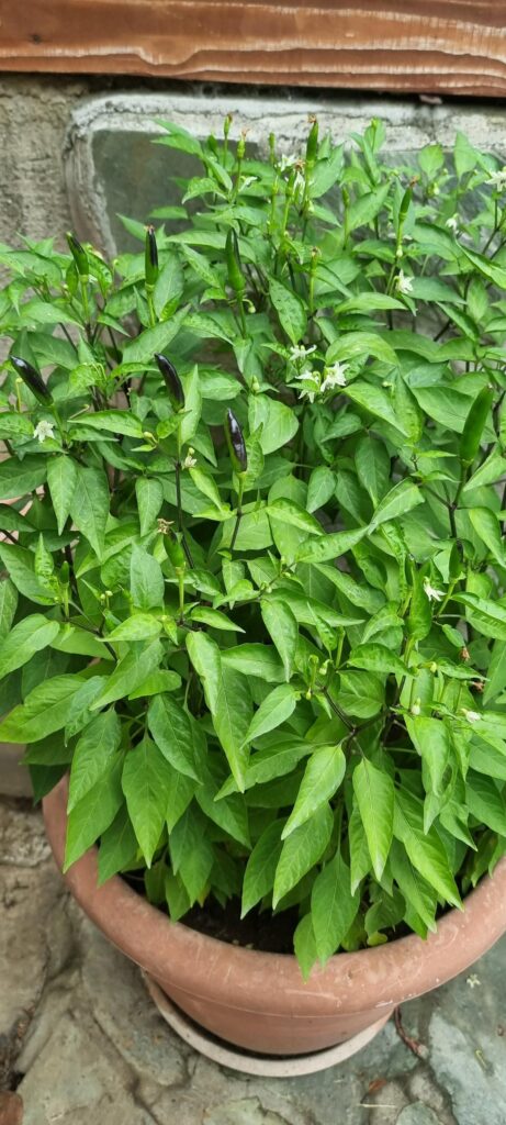 Help identifying these peppers