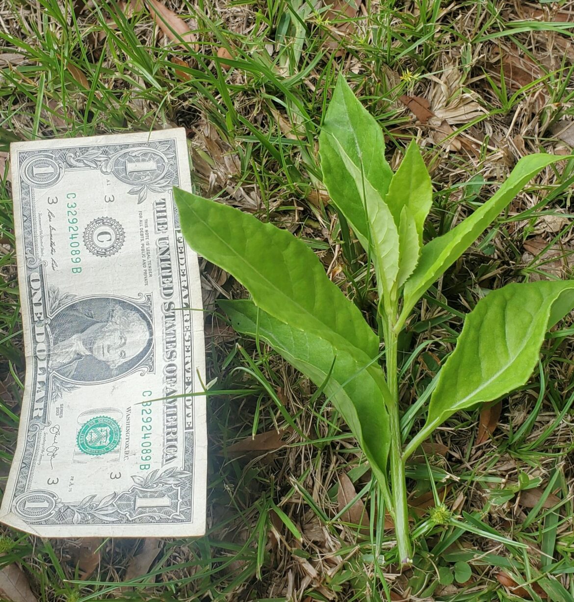 Longevity spinach? Longevity spinach?