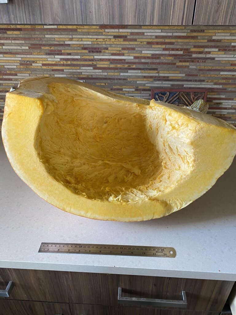 My Neighbor Took Second Place In The Pumpkin Growing Contest My Neighbor Took Second Place In The Pumpkin Growing Contest