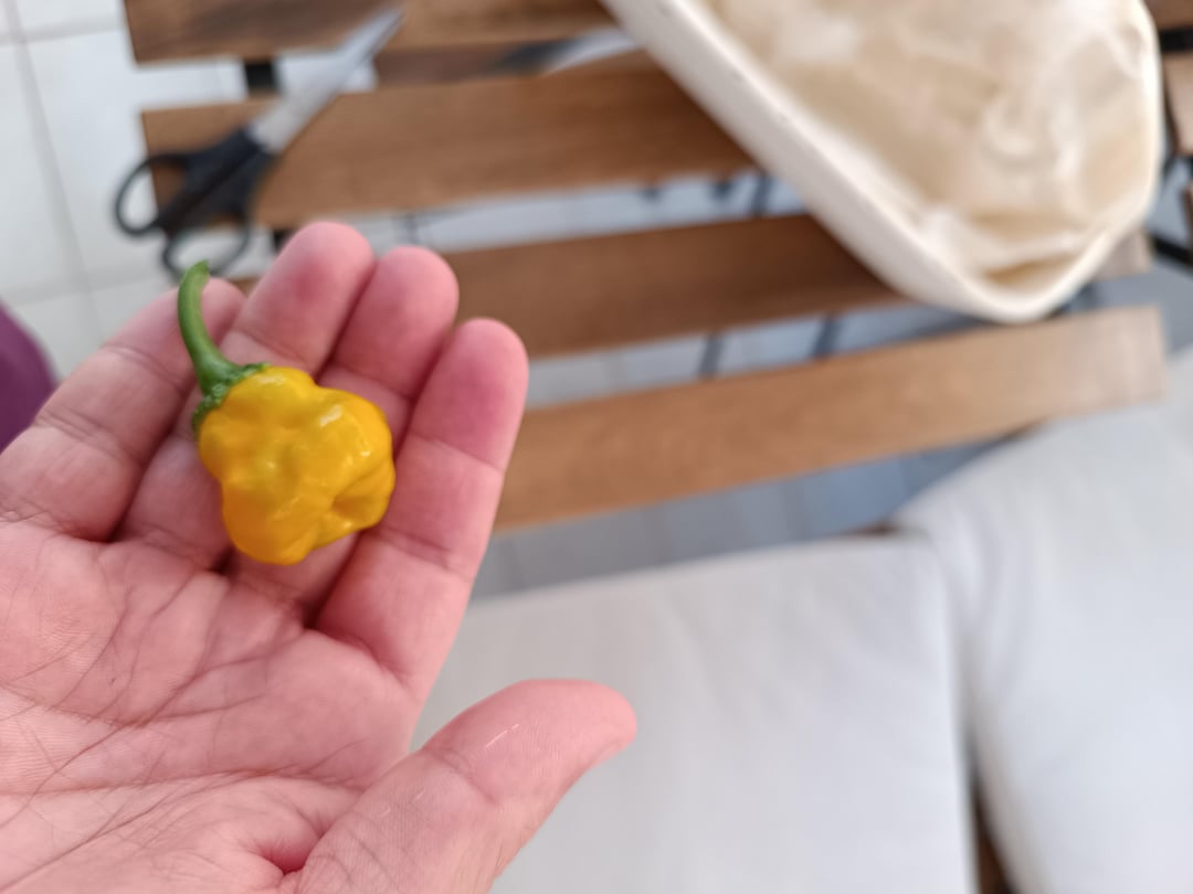 Jamaican Mushrooms are ripening. Dining and Cooking