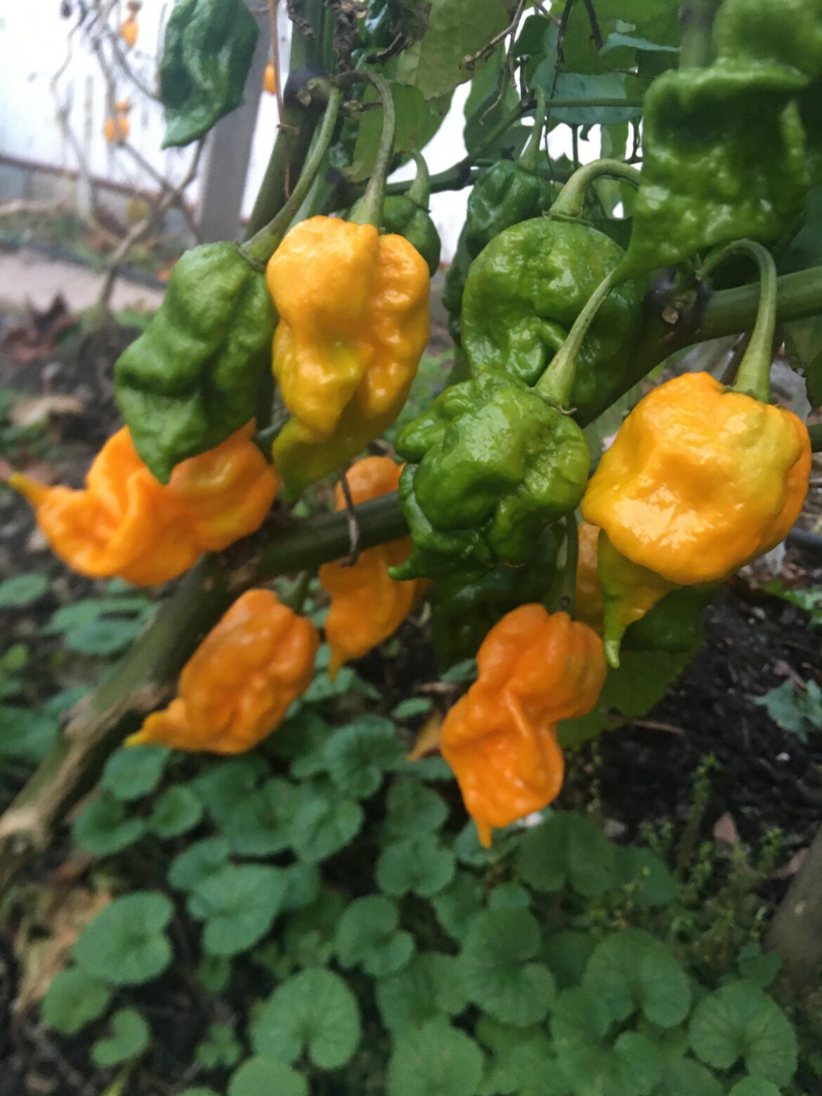 Mystery Pepper Identification Mystery Pepper Identification