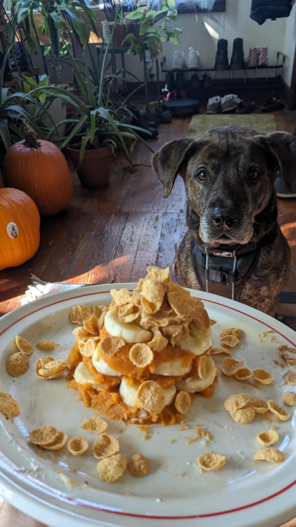 Halloween treat for the boy