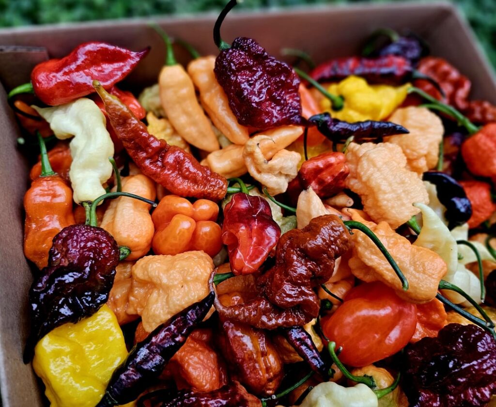 One medium box of mixed peppers available if anyone is interested. Frost is coming tonight so this is probably it for me!