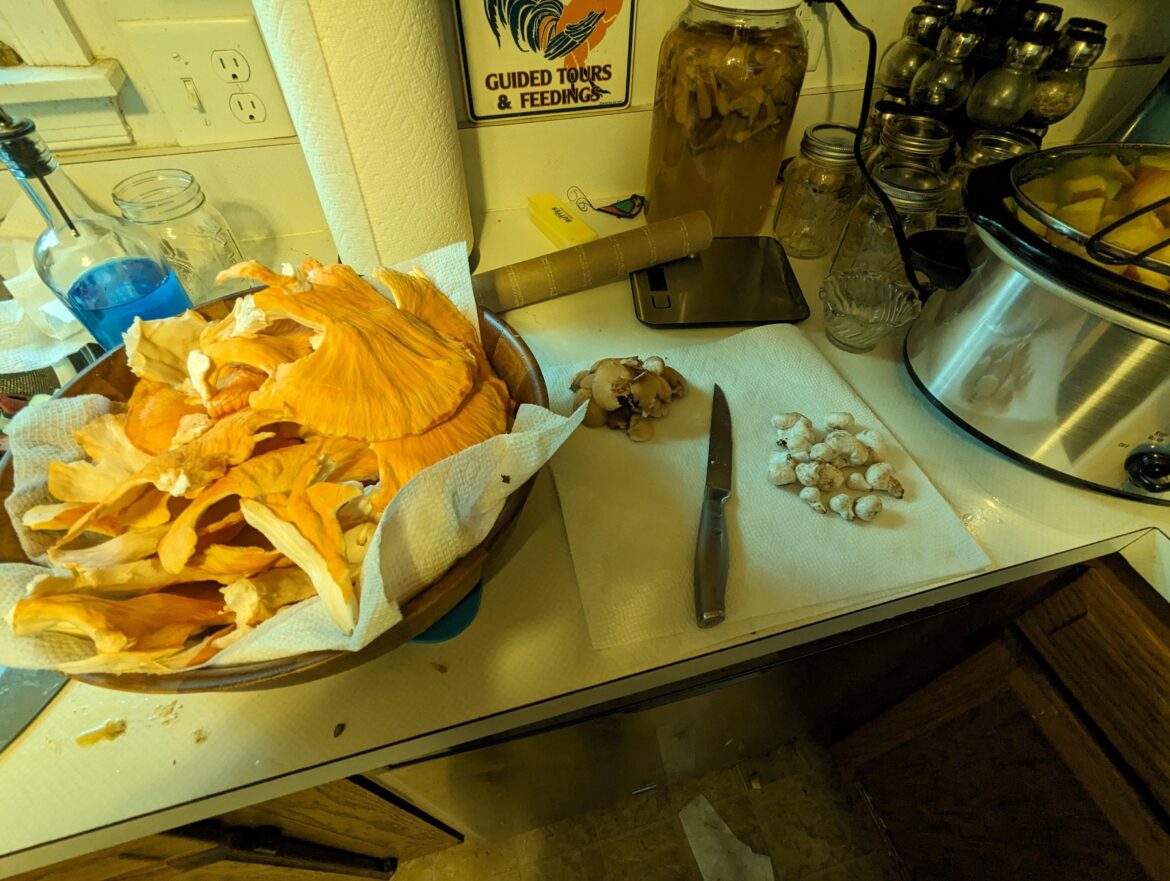 Canning foraged mushrooms?