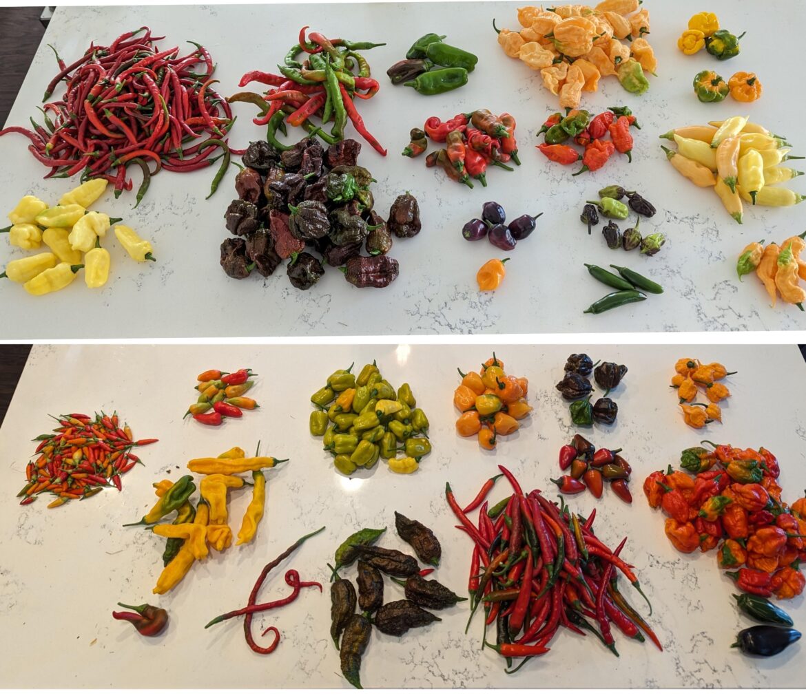 Grew too many, who wants some?