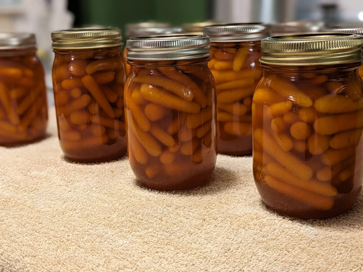 Had lots of unopened leftover baby carrots from a catering gig…. My gain 13 jars of Ball Glazed Carrots Had lots of unopened leftover baby carrots from a catering gig.... My gain 13 jars of Ball Glazed Carrots