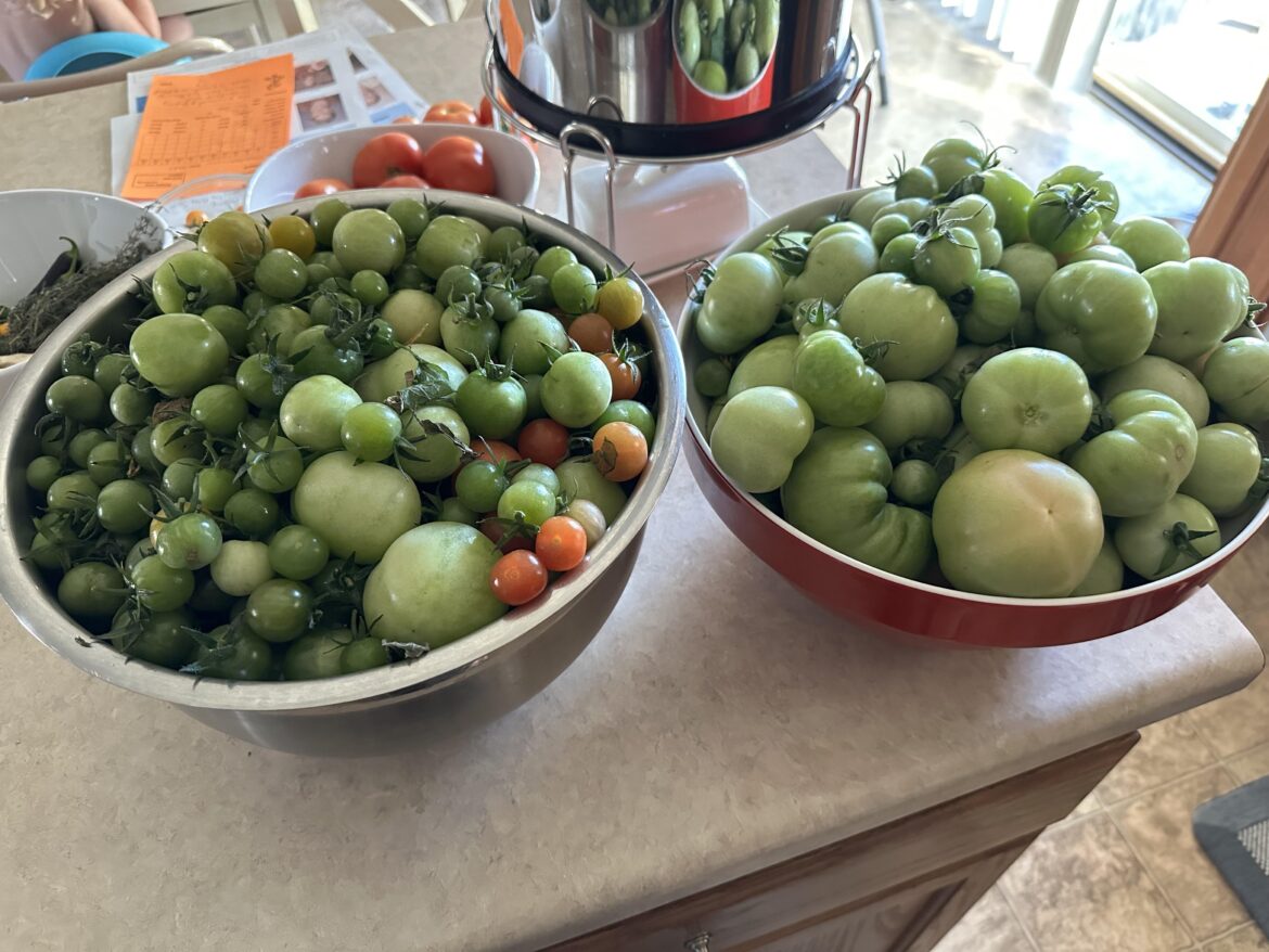 Green Tommy toes. What do I do with them? Would like to can some too!
