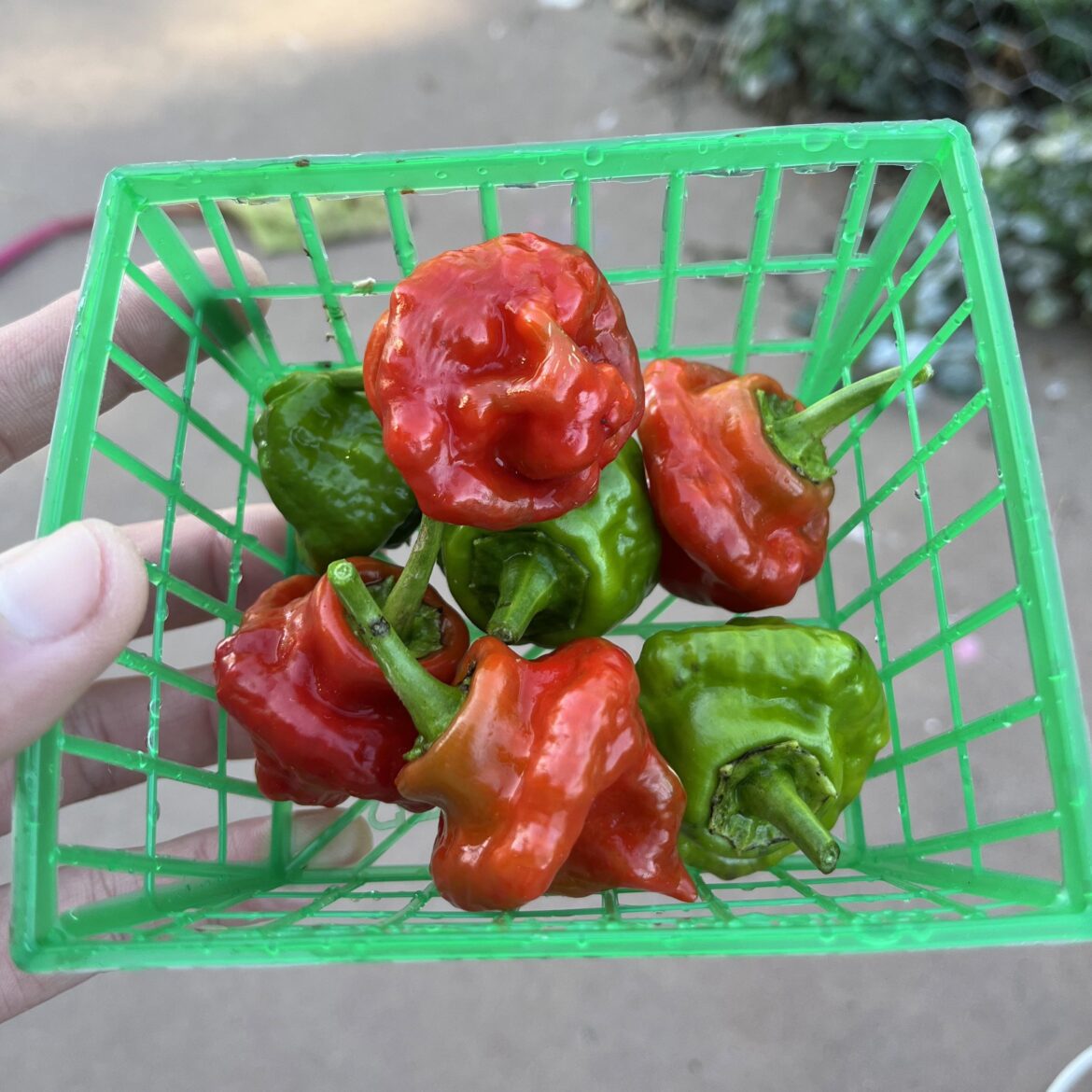 Scotch bonnets from the garden