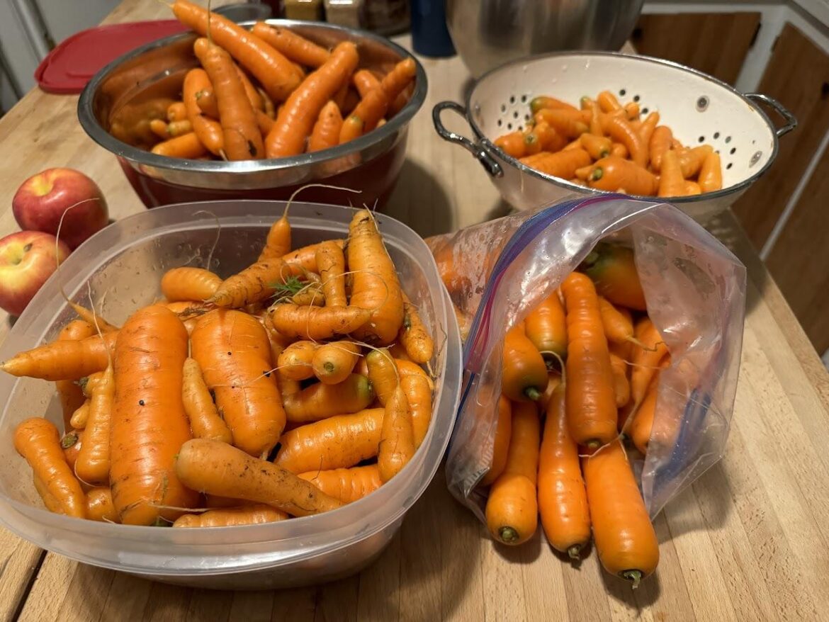 Looking for suggestions on preserving carrots!