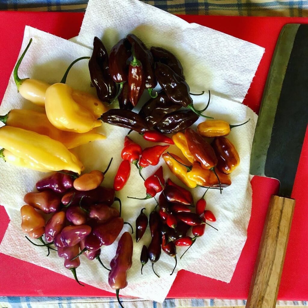 Pickling a few different kinds so I can see the differences. Should be a wild ride!
