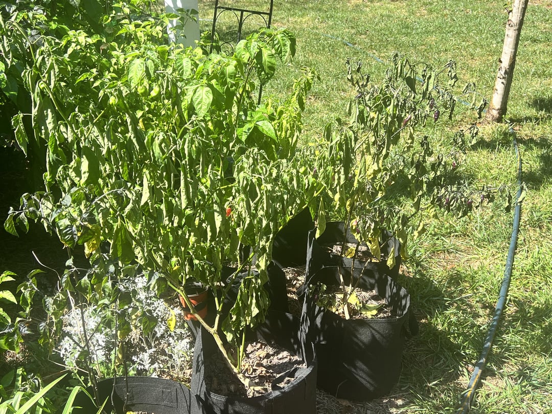 Why are some peppers leafs droopy af and others plants look totally