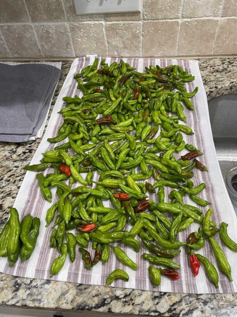 Final harvest for the year, over a pound of Shishitos