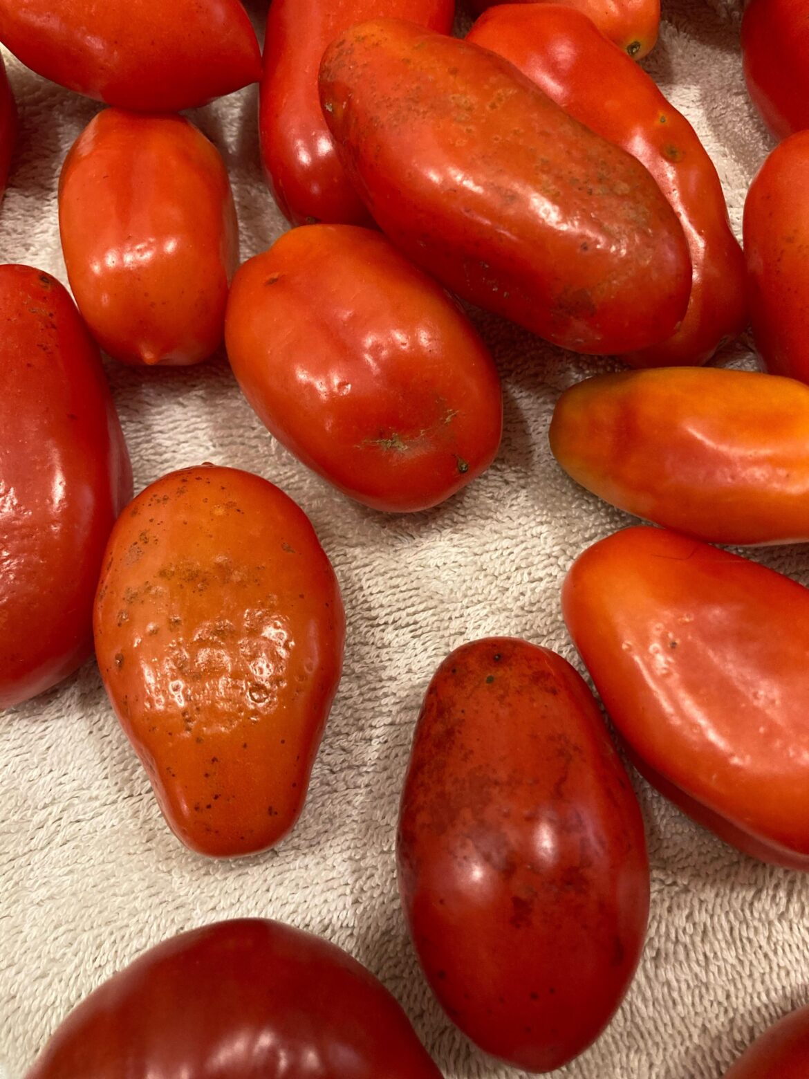 Late season tomato. Whats this?