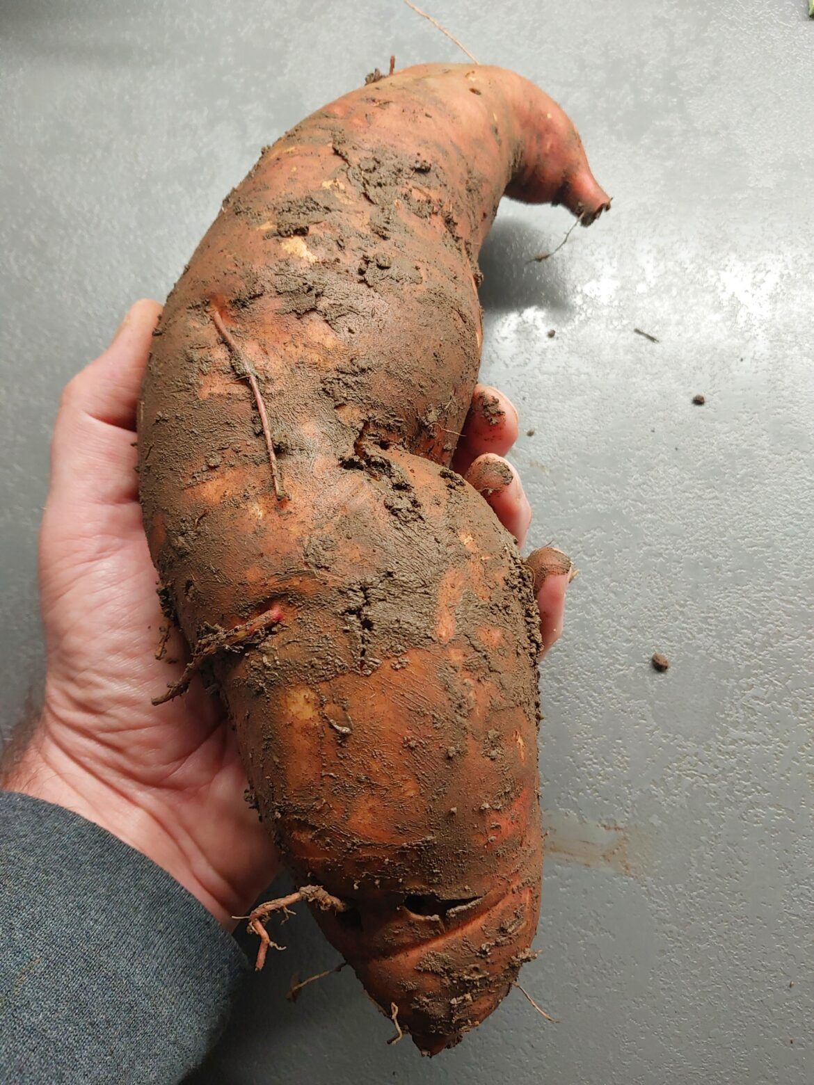 Giant sweet potato grown from my own home-raised slips