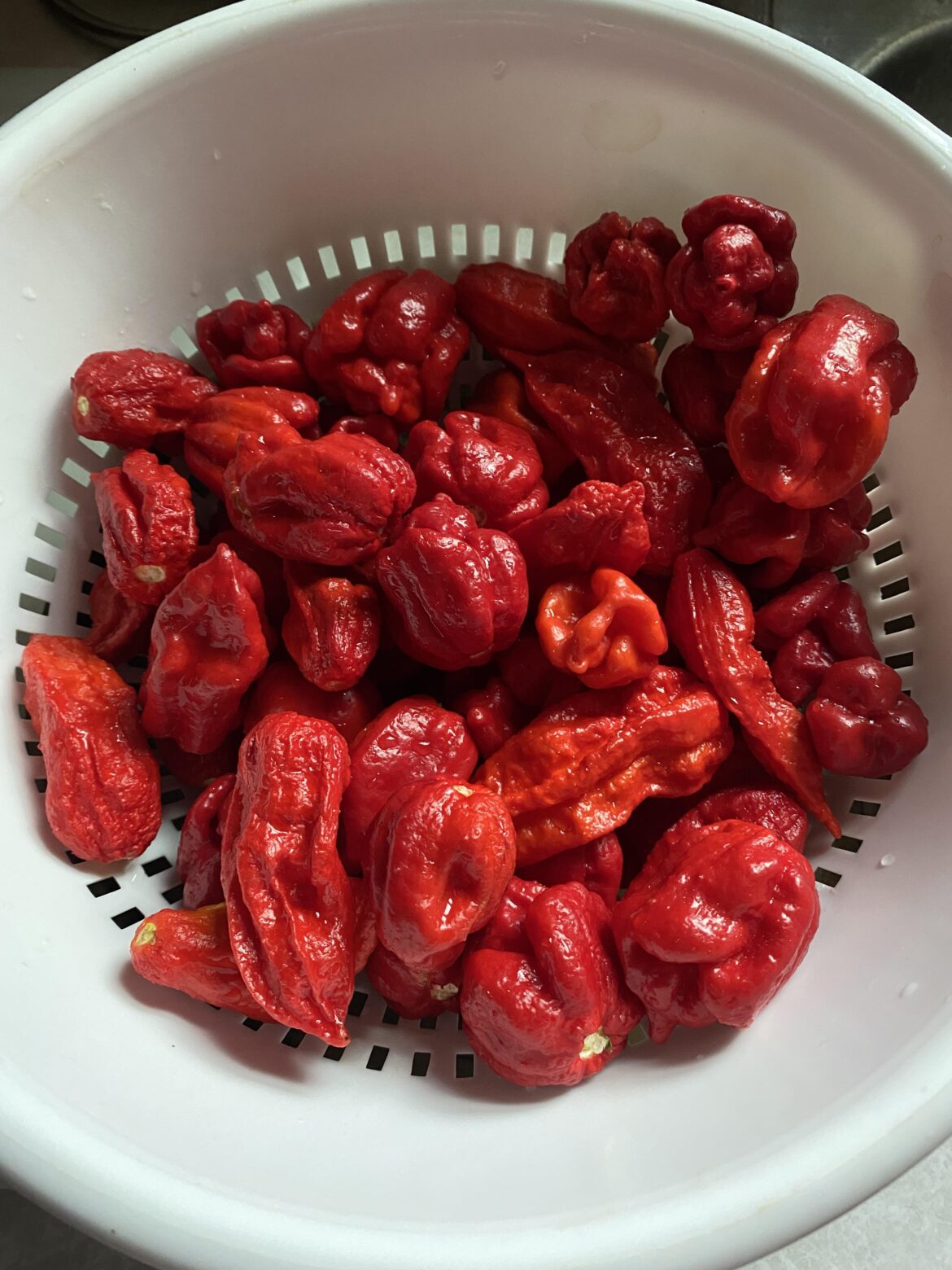 Reapers and scorpions did well this year. Salsa time!