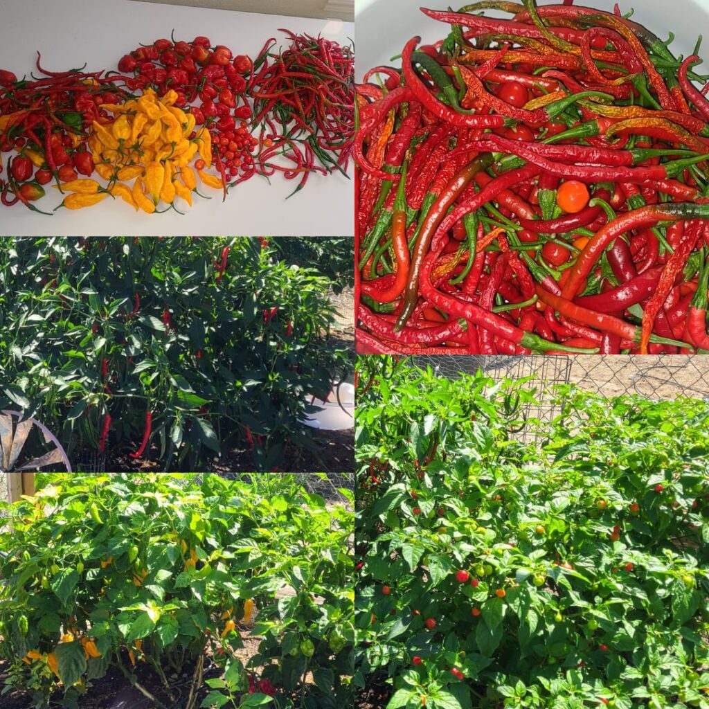 What would you do with these?