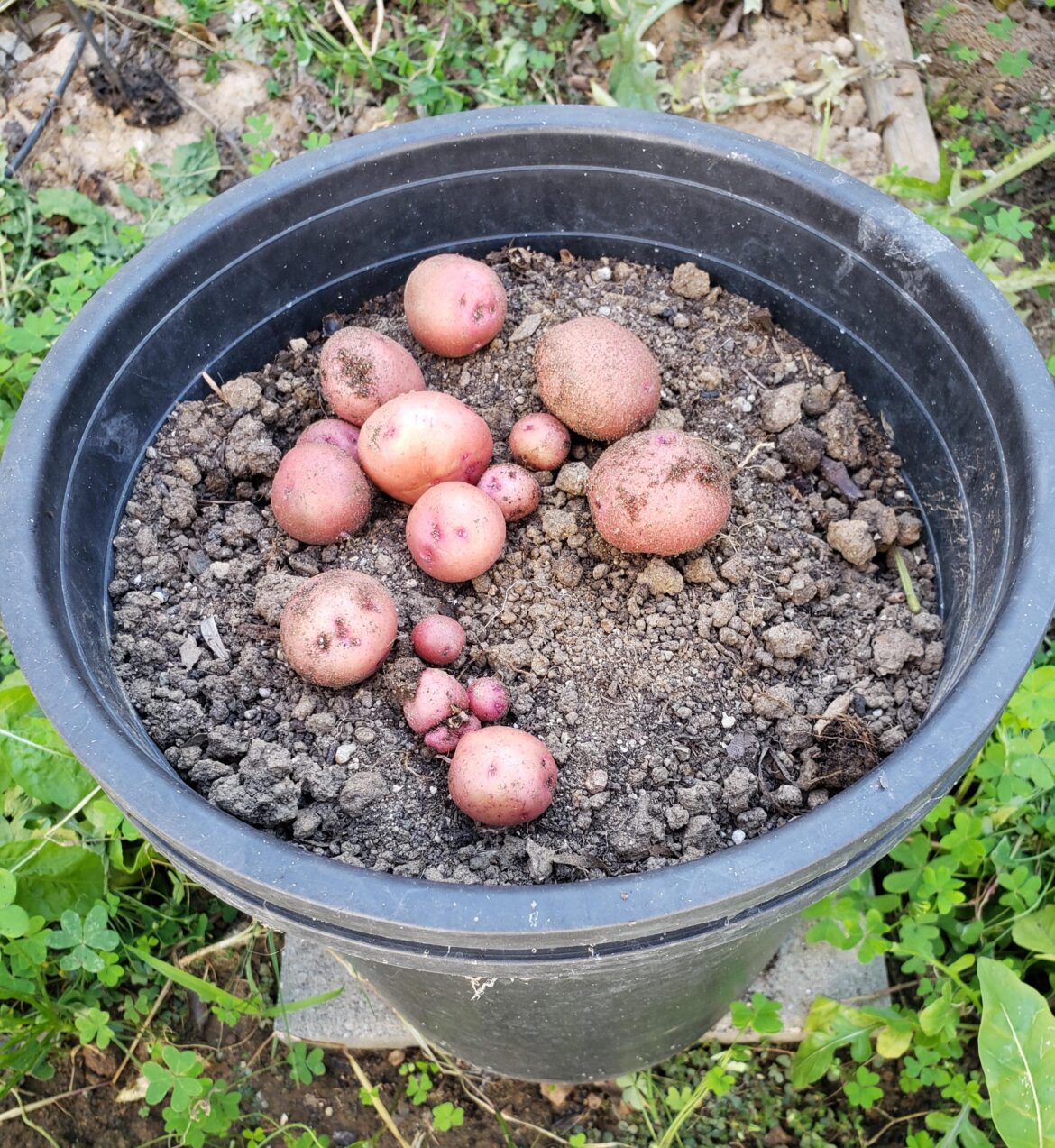 1st time potato grower. Can I eat these? Kinda small. 1st time potato grower. Can I eat these? Kinda small.