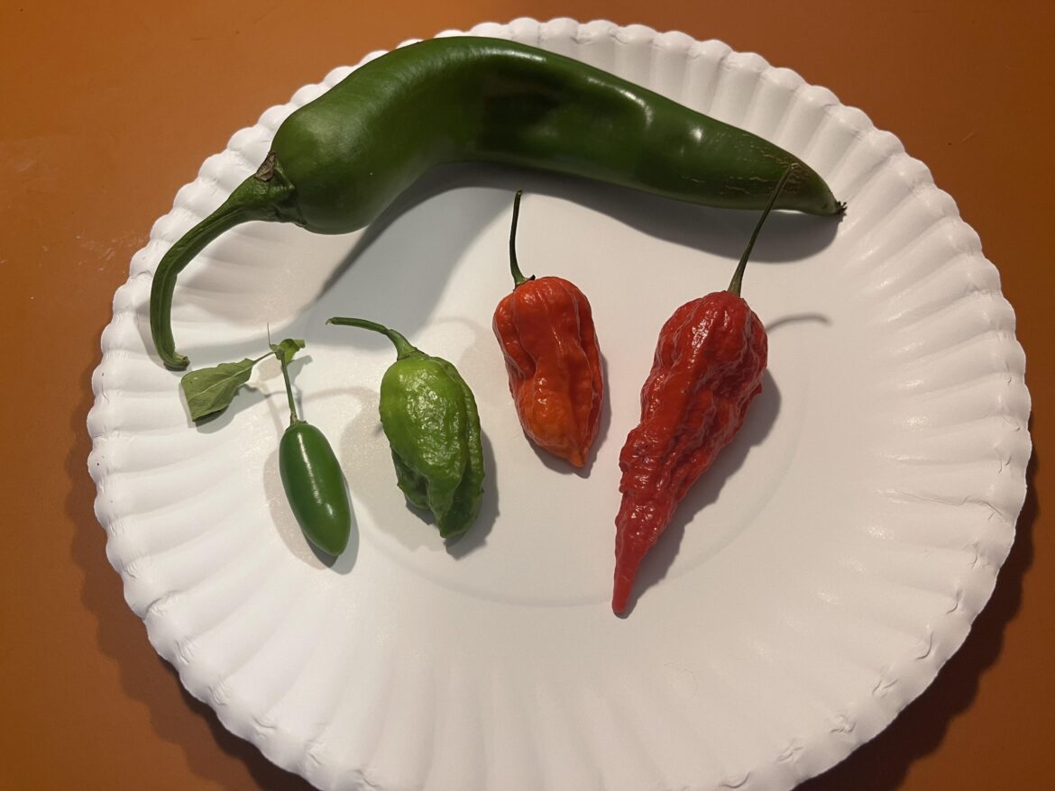 A few chilis from my last harvest of the year