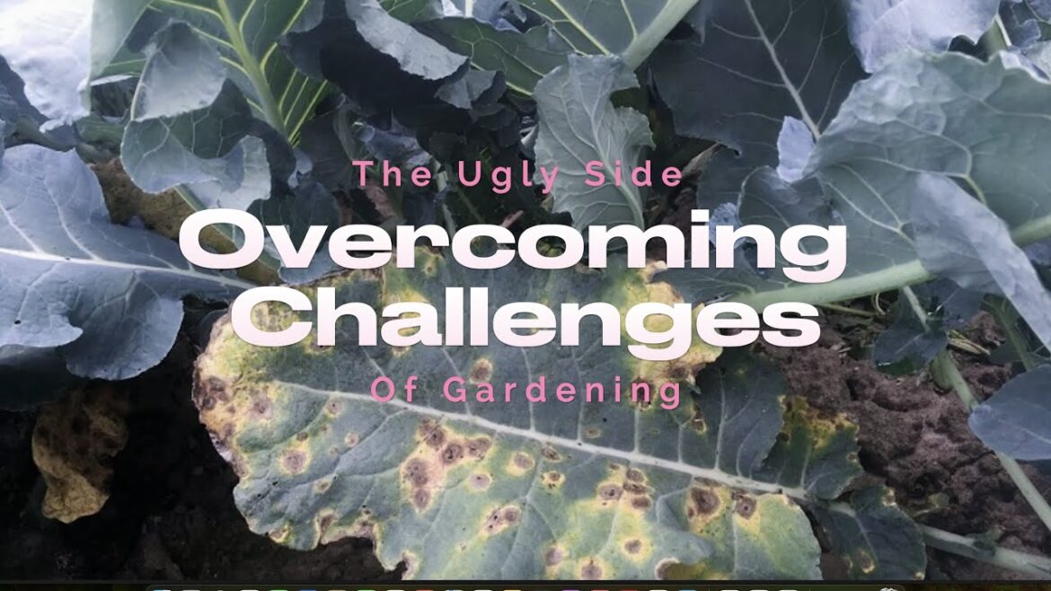 Fall / Winter Vegetable Garden Tour: Broccoli, Cabbage, Collard, Green Beans, Mustards, Swiss Chard Fall / Winter Vegetable Garden Tour: Broccoli, Cabbage, Collard, Green Beans, Mustards, Swiss Chard