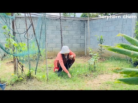 33 cutting grass make a beautiful vegetable gardening / live with nature ,rural life 33 cutting grass make a beautiful vegetable gardening / live with nature ,rural life