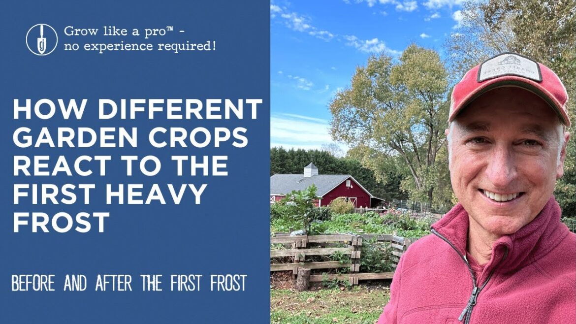 Before and After the First Heavy Frost | How Different Crops React Before and After the First Heavy Frost | How Different Crops React