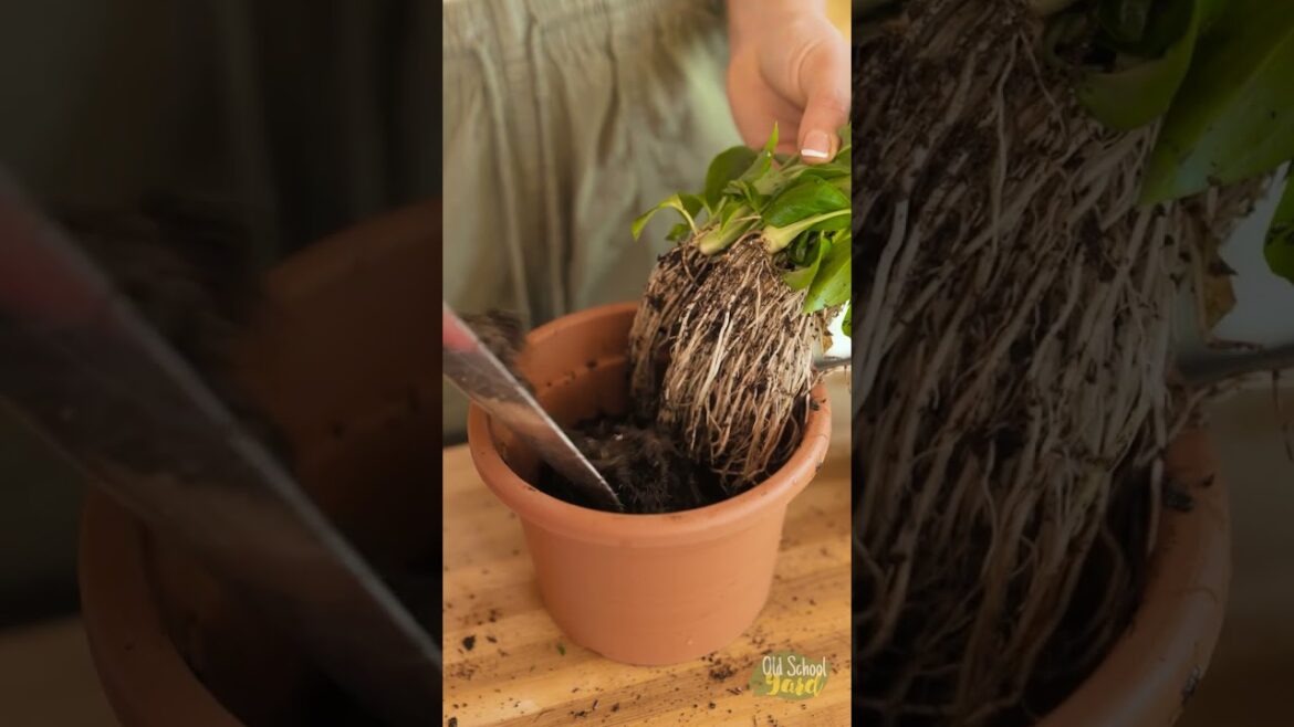 Saving the dry dying spathiphyllum plant Saving the dry dying spathiphyllum plant