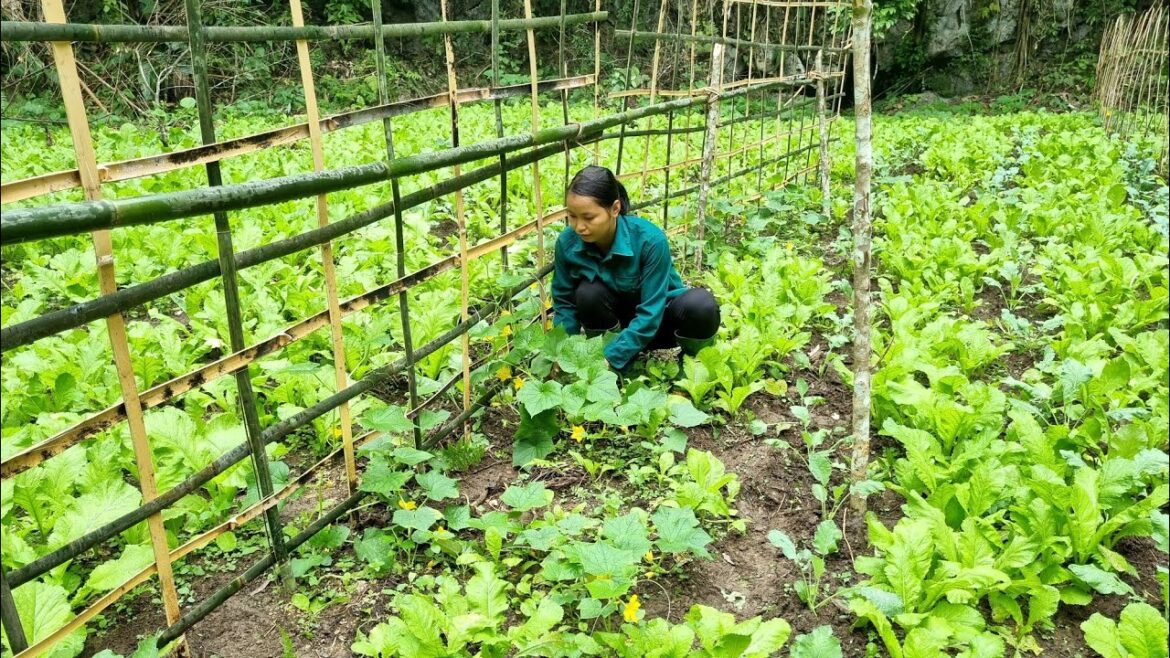 Build a bamboo trellis, take care of the vegetable garden | Her 89m2 Build a bamboo trellis, take care of the vegetable garden | Her 89m2