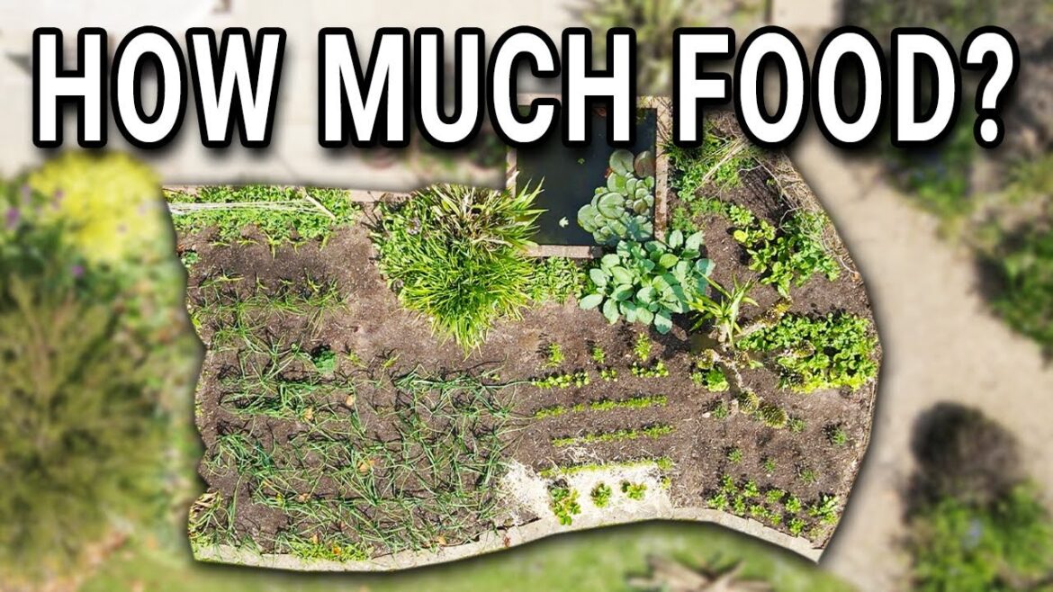 1 Year of Growing Food – A whole season of vegetable gardening 1 Year of Growing Food - A whole season of vegetable gardening