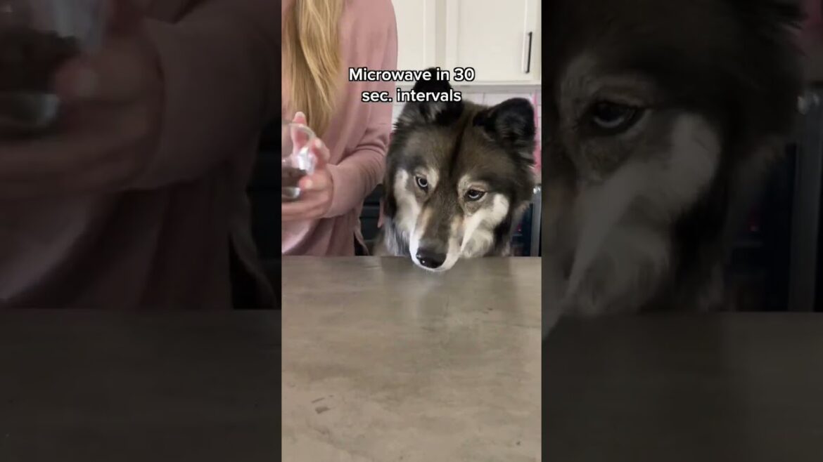 How To Make Dipped Strawberries For Dogs! #shorts