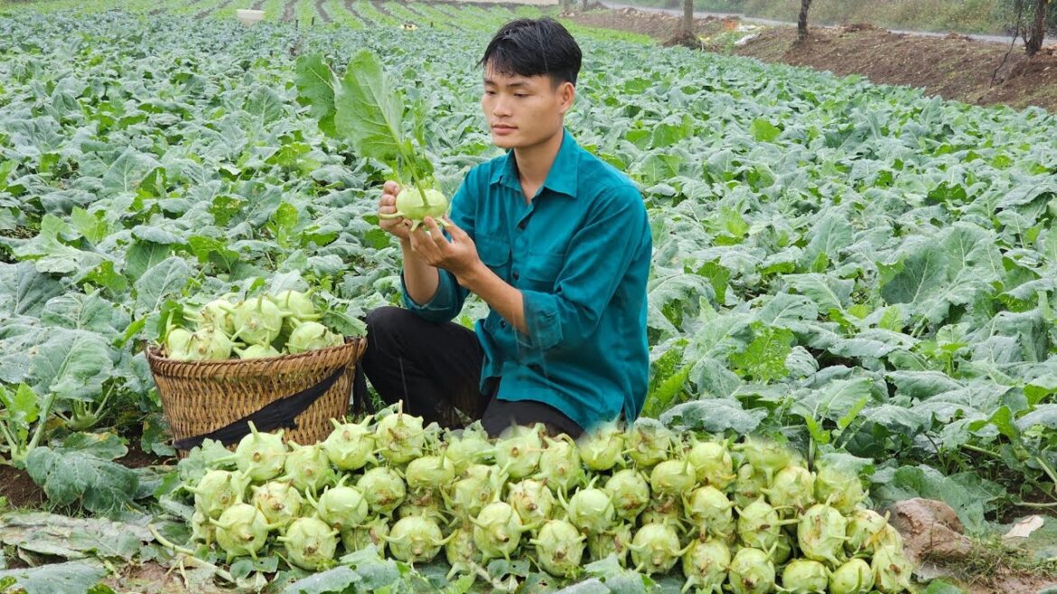 Harvest Kohlrabi, Go To The Market To Sell, Vegetable Gardening Harvest Kohlrabi, Go To The Market To Sell, Vegetable Gardening
