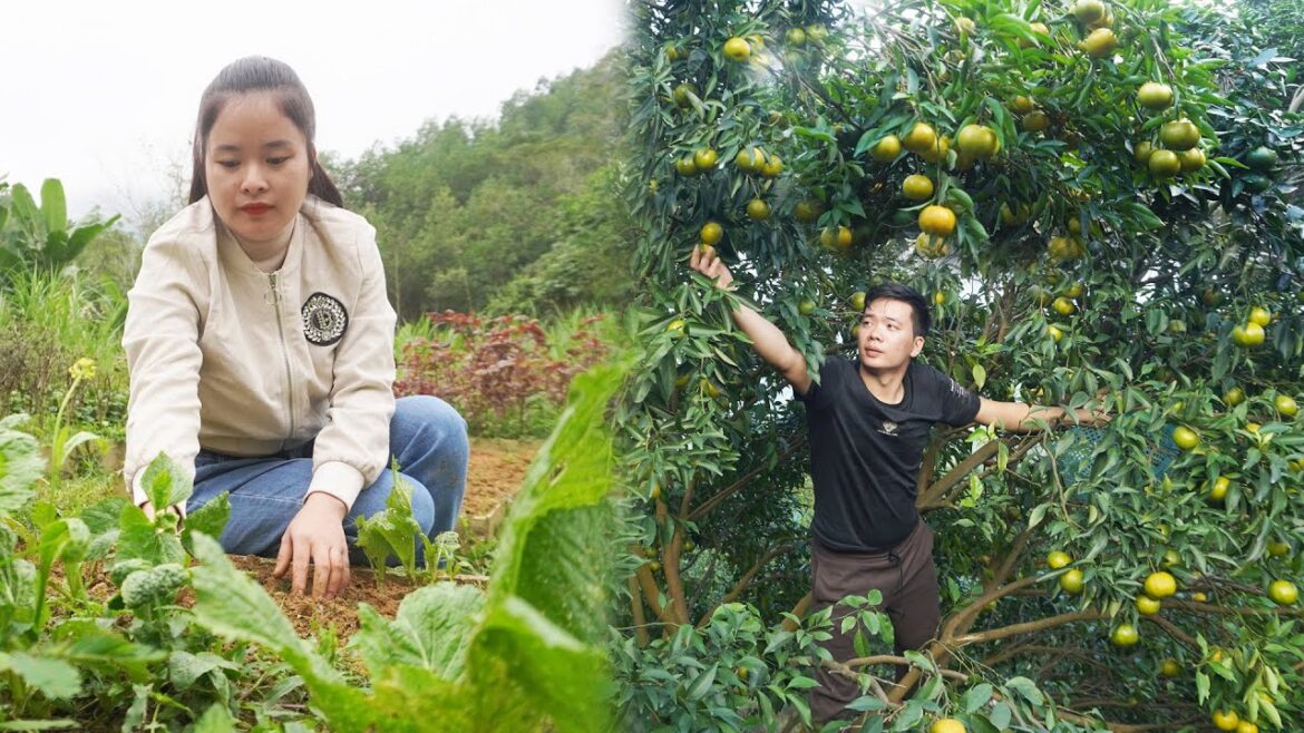Harvesting Tangerines Goes to countryside market sell – Vegetable gardening || Happy Family Harvesting Tangerines Goes to countryside market sell - Vegetable gardening || Happy Family