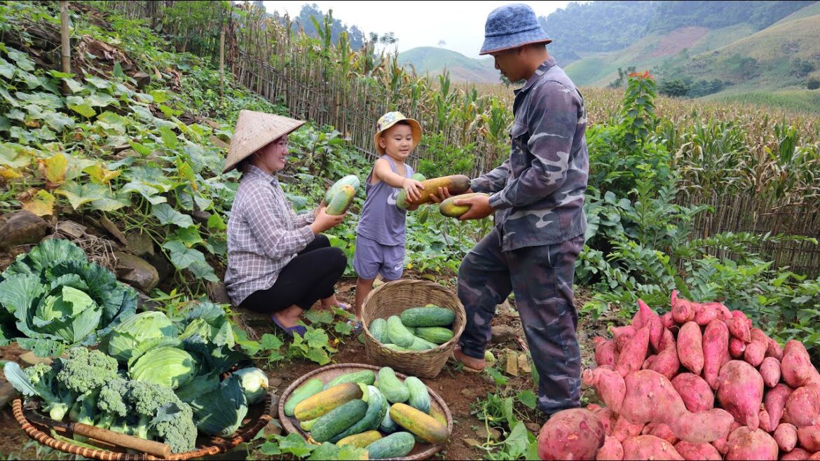 Harvesting giant cucumbers – Sweet potatoes – Vegetable garden – Going to the market to sell Harvesting giant cucumbers - Sweet potatoes - Vegetable garden - Going to the market to sell