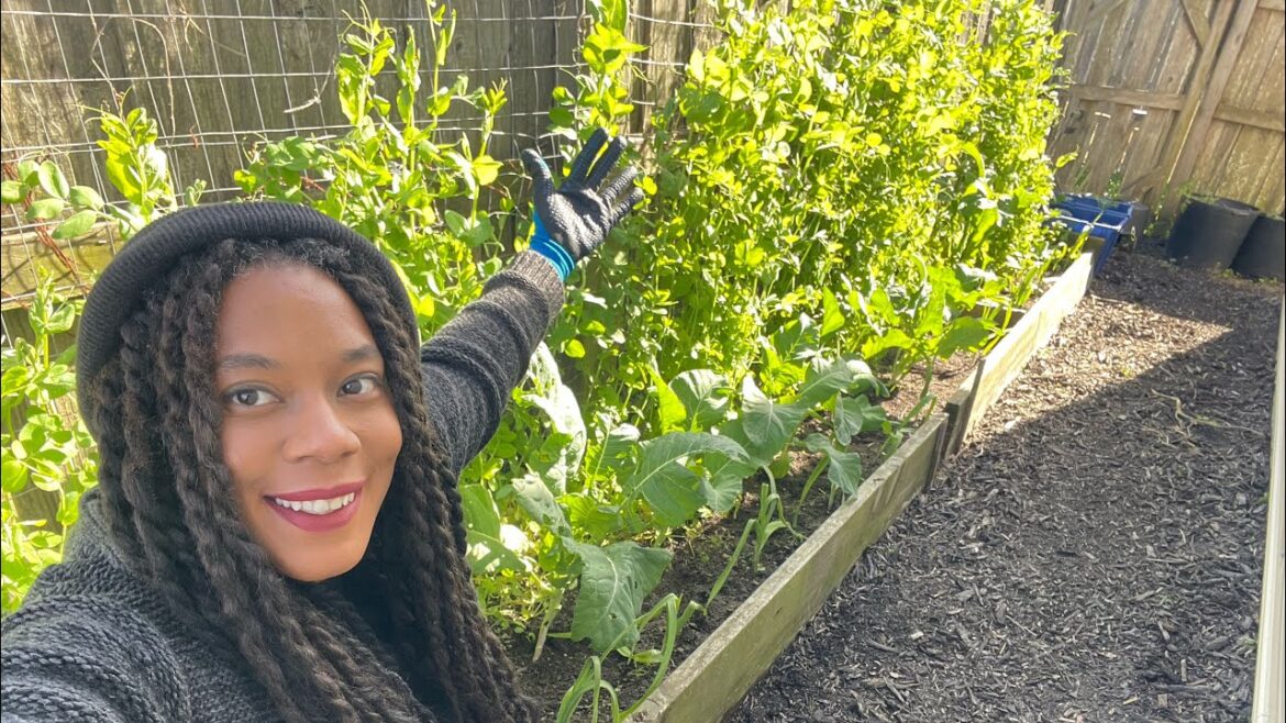 Fall / Winter Garden Vegetable Garden Work…. How To Fall / Winter Garden Vegetable Garden Work.... How To